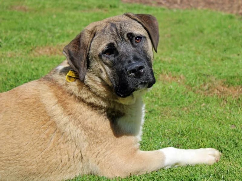 Swift, female puppy Mixed Breed for adoption at Dogs Trust Merseyside, Liverpool