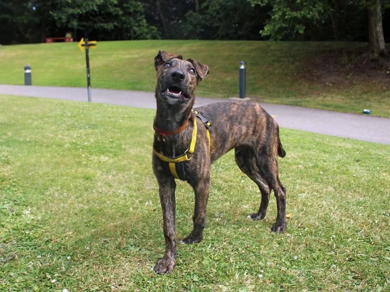 Lenny, male puppy Lurcher for adoption at Dogs Trust Merseyside, Liverpool
