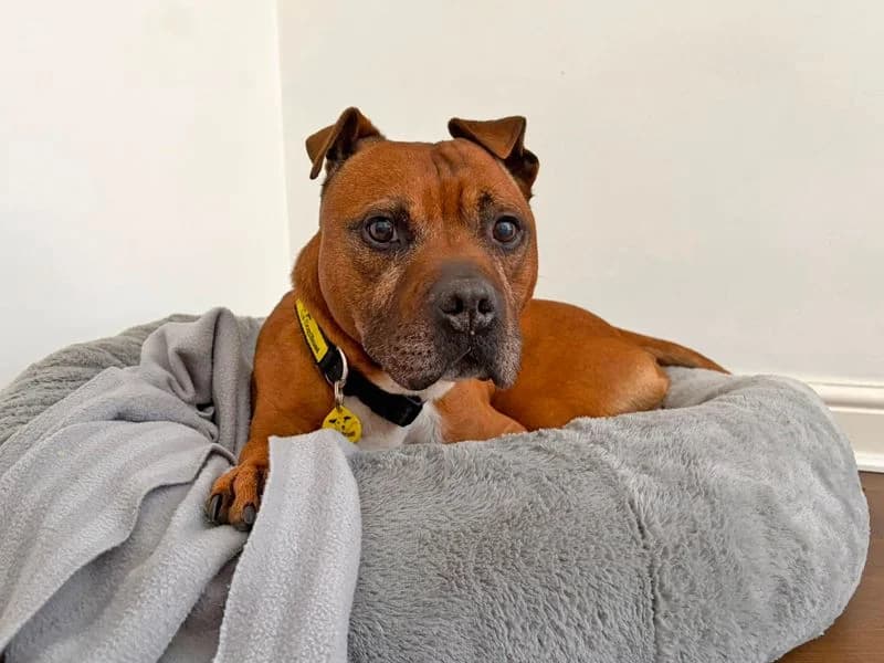 Yumi, male senior Staffordshire Bull Terrier for adoption at Dogs Trust Merseyside, Liverpool