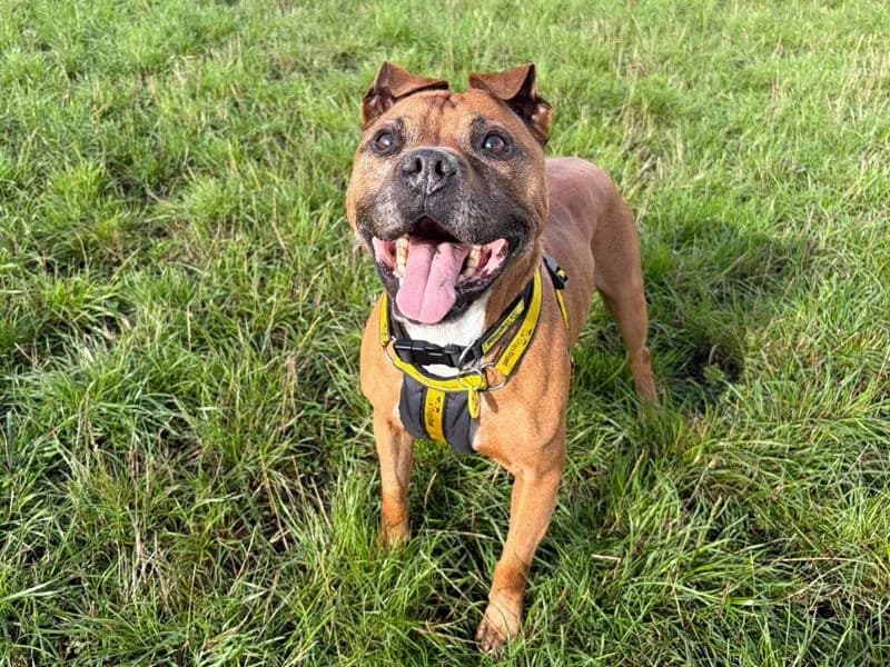 Yumi, male senior Staffordshire Bull Terrier for adoption at Dogs Trust Merseyside, Liverpool