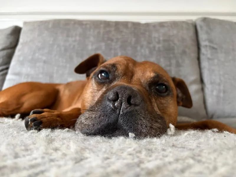 Yumi, male senior Staffordshire Bull Terrier for adoption at Dogs Trust Merseyside, Liverpool