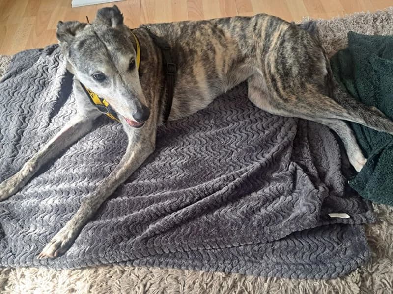 Yara, female senior Lurcher for adoption at Dogs Trust Merseyside, Liverpool