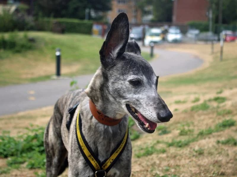 Yoshi, male senior Whippet for adoption at Dogs Trust Merseyside, Liverpool