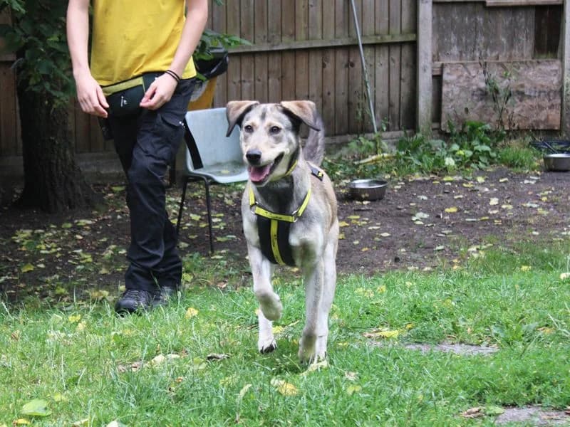 Lilly, female young Mixed Breed for adoption at Dogs Trust Merseyside, Liverpool