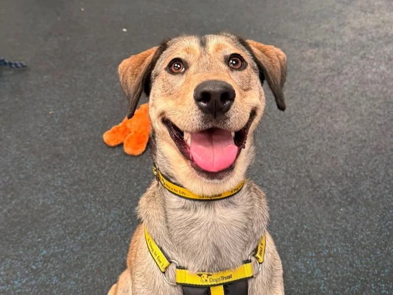 Lilly, female young Mixed Breed for adoption at Dogs Trust Merseyside, Liverpool