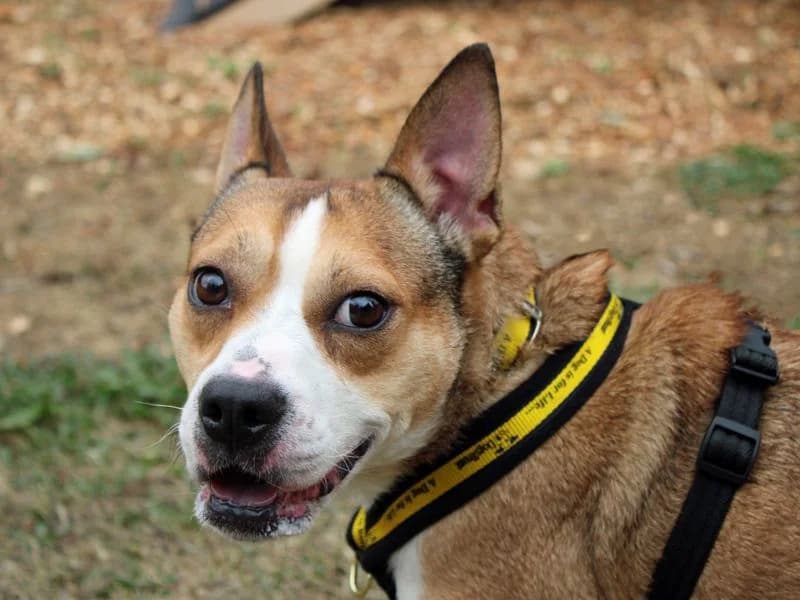 Daisy, female 3yo Mixed Breed for adoption at Dogs Trust Merseyside, Liverpool