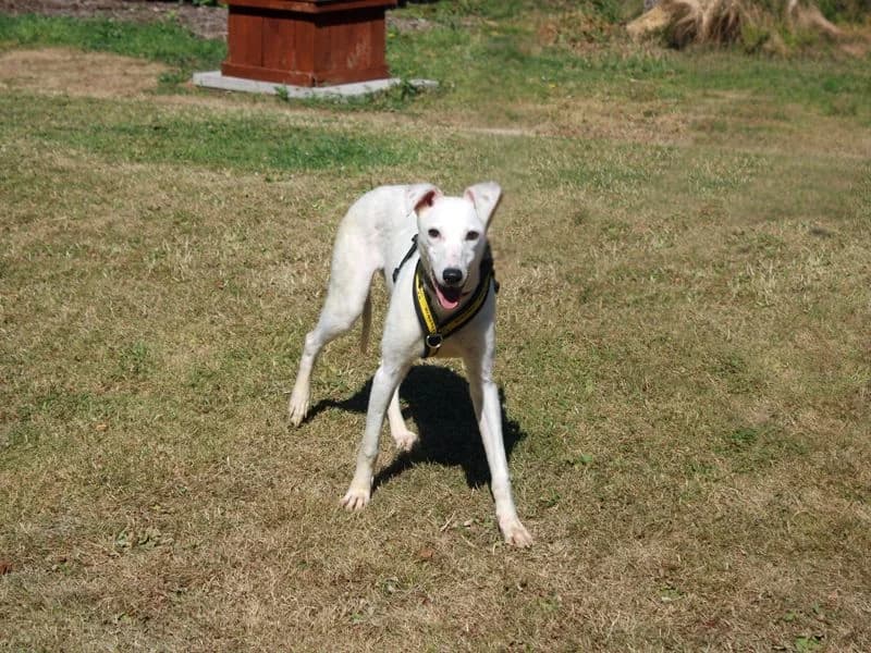 Polo, female young Lurcher for adoption at Dogs Trust Merseyside, Liverpool