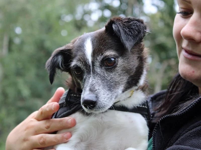 Bell, female senior Jack Russell Terrier for adoption at Dogs Trust Merseyside, Liverpool