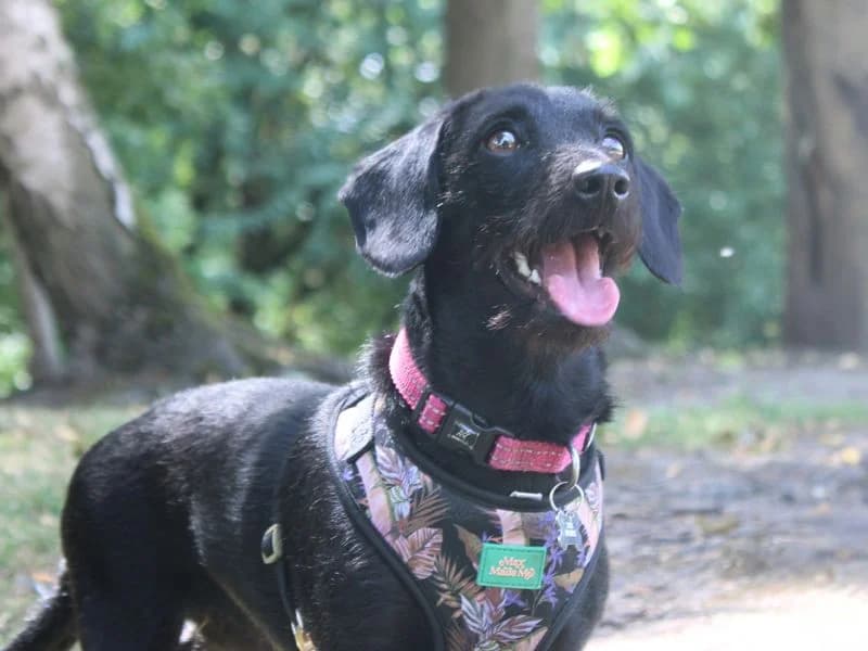 Trixie, female young mixed breed for adoption at Dogs Trust Merseyside, Liverpool