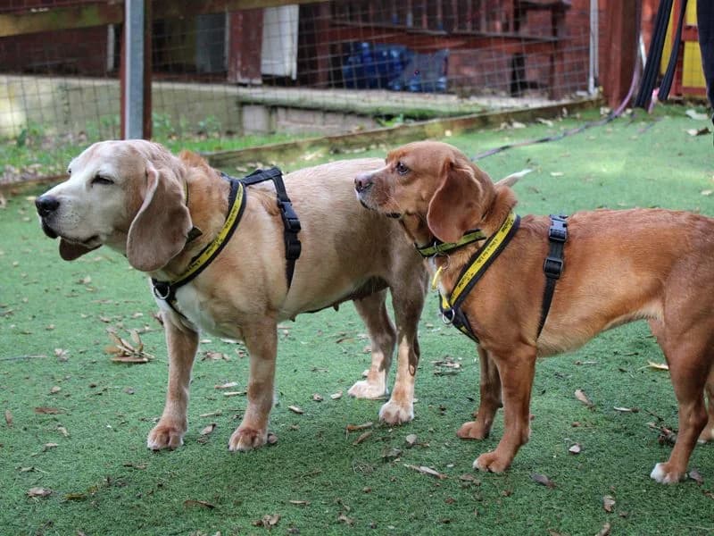 Frenchie, female 7yo Cavalier King Charles Spaniel for adoption at Dogs Trust Merseyside, Liverpool
