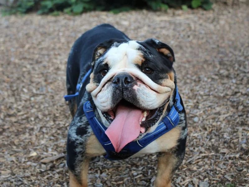 Gus, male 4yo English Bulldog for adoption at Dogs Trust Merseyside, Liverpool