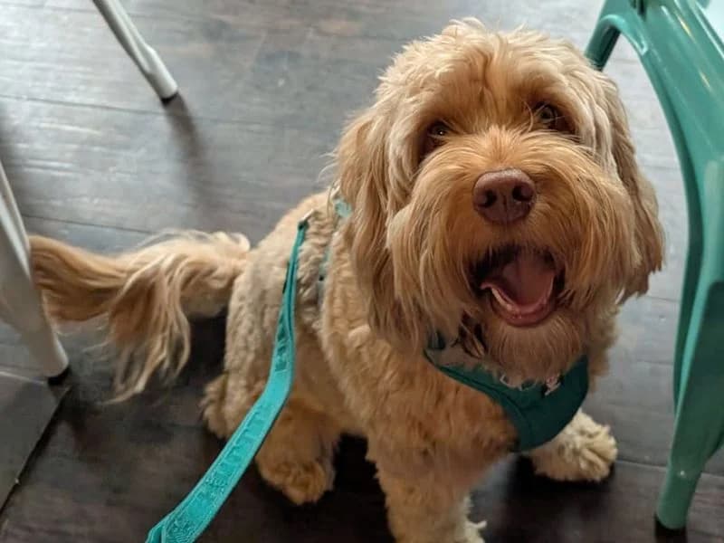 Alfie, male 7yo Cocker Spaniel for adoption at Dogs Trust Merseyside, Liverpool