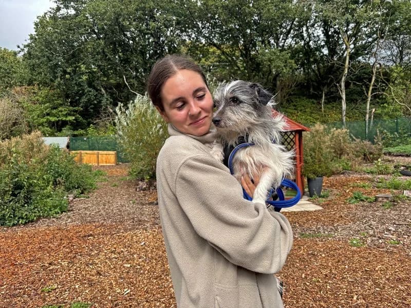 Benji, male 7yo Yorkshire Terrier for adoption at Dogs Trust Merseyside, Liverpool