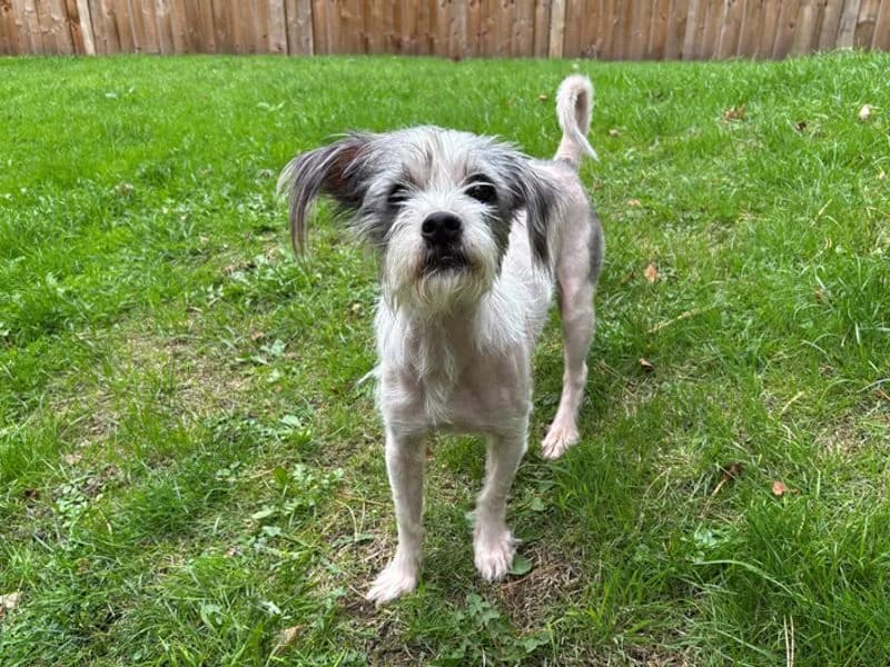 Bear, male 3yo Chihuahua for adoption at Dogs Trust Merseyside, Liverpool