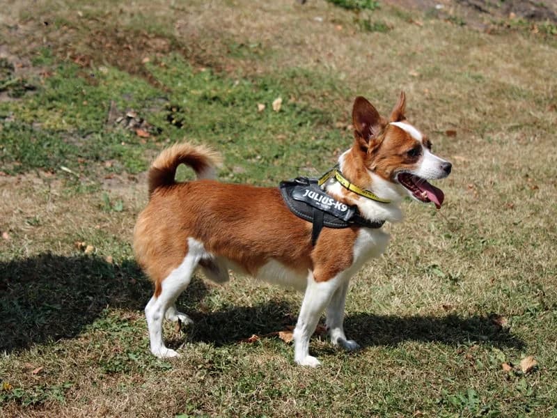 Freddie, male 7yo Chihuahua for adoption at Dogs Trust Merseyside, Liverpool