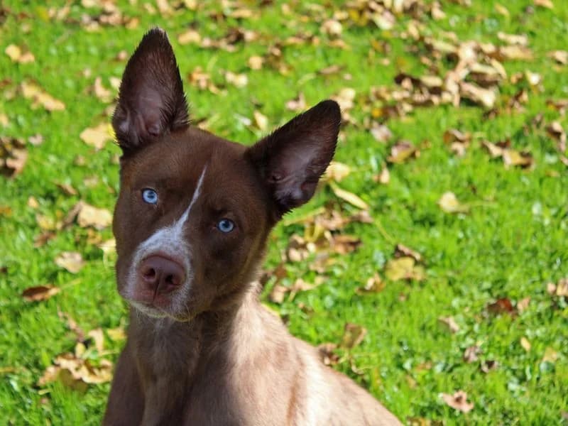 Nala, female young Husky for adoption at Dogs Trust Merseyside, Liverpool