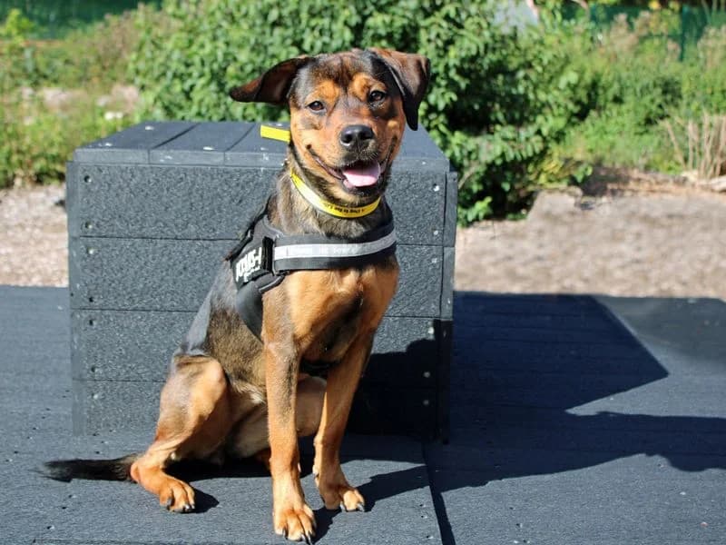 Princess, female young Rottweiler for adoption at Dogs Trust Merseyside, Liverpool