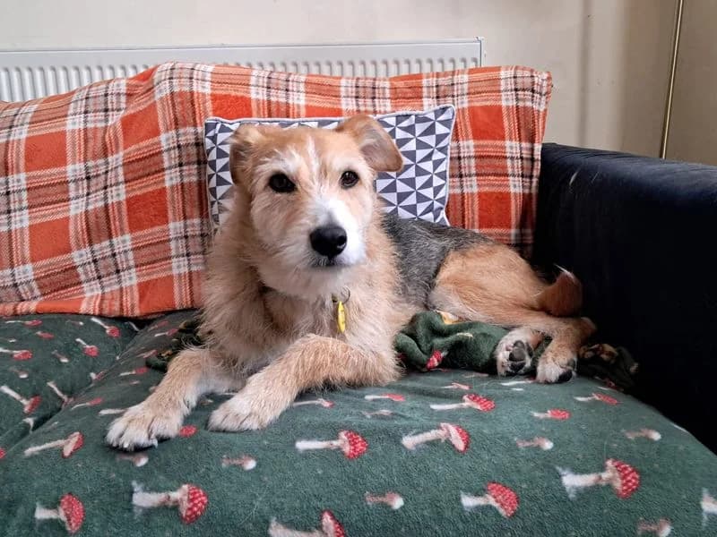 Winnie, female senior Mixed Breed for adoption at Dogs Trust Merseyside, Liverpool