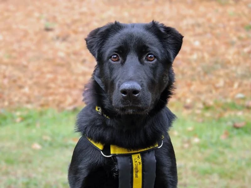 Tiana, female puppy mixed breed for adoption at Dogs Trust Merseyside, Liverpool