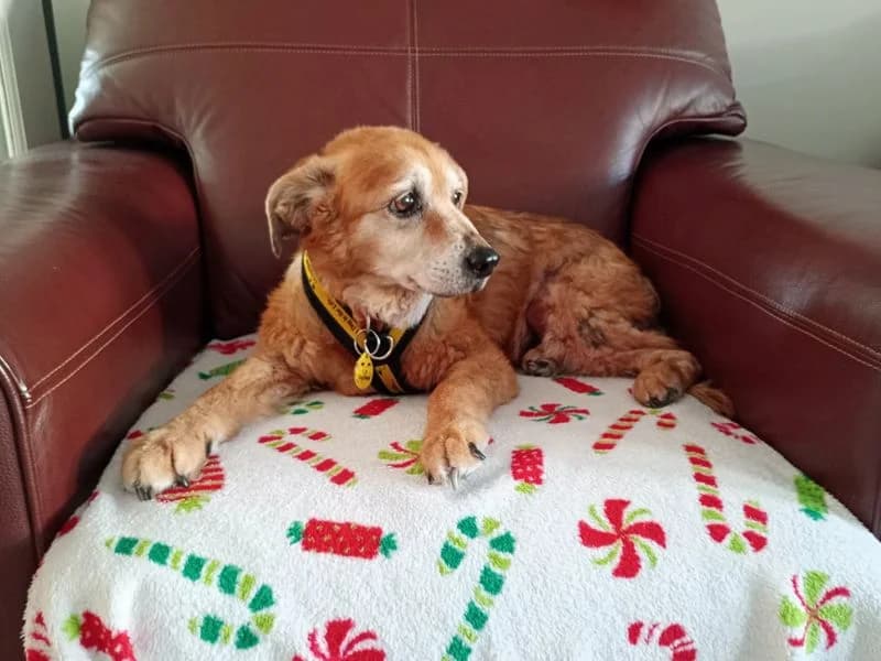Jessie, female senior Mixed Breed for adoption at Dogs Trust Merseyside, Liverpool
