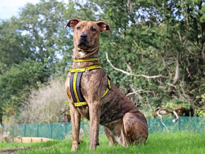 Cindy, female young Mixed Breed for adoption at Dogs Trust Merseyside, Liverpool