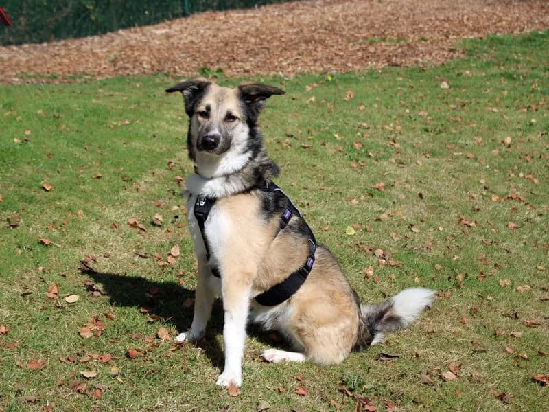 Bonnie, female senior Mixed Breed for adoption at Dogs Trust Merseyside, Liverpool