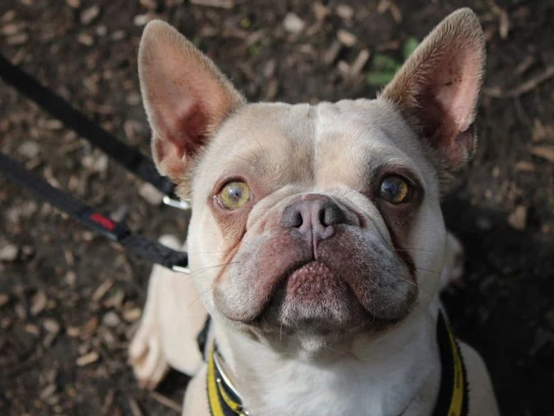Beau, male 3yo English Bulldog for adoption at Dogs Trust Merseyside, Liverpool
