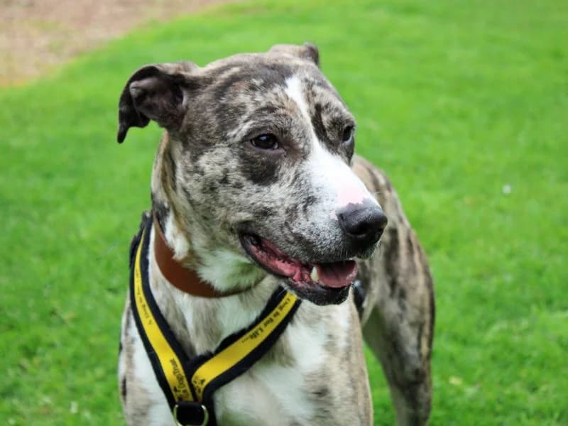 Chief, male 4yo Lurcher for adoption at Dogs Trust Merseyside, Liverpool