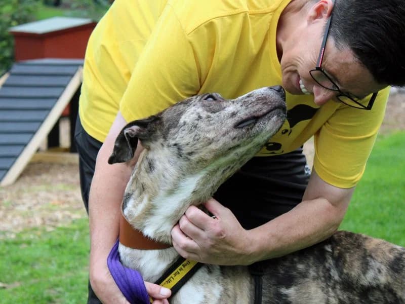 Chief, male 4yo Lurcher for adoption at Dogs Trust Merseyside, Liverpool