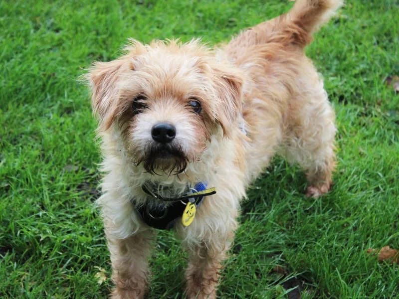 Buddy, male senior Bichon Frisé for adoption at Dogs Trust Merseyside, Liverpool