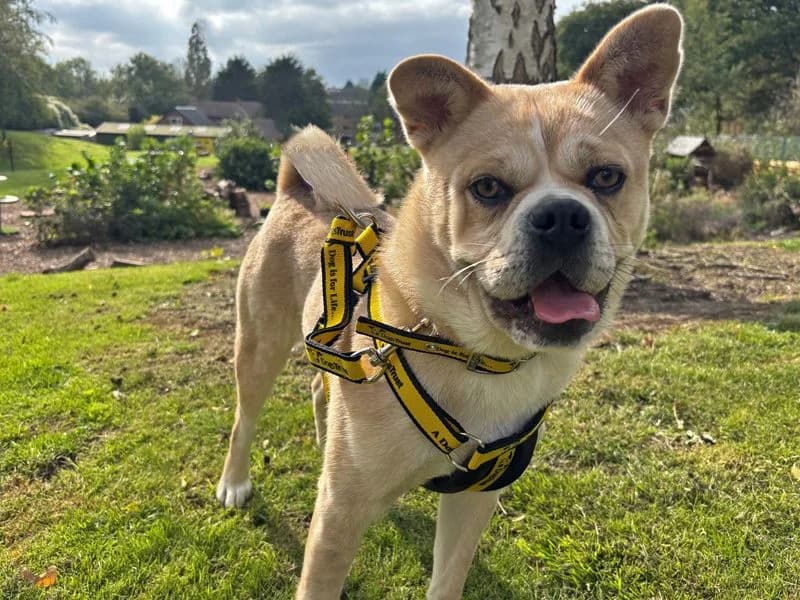 Bella, female puppy mixed breed for adoption at Dogs Trust Merseyside, Liverpool