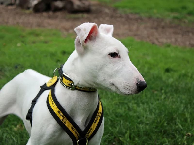 Noah, male puppy mixed breed for adoption at Dogs Trust Merseyside, Liverpool