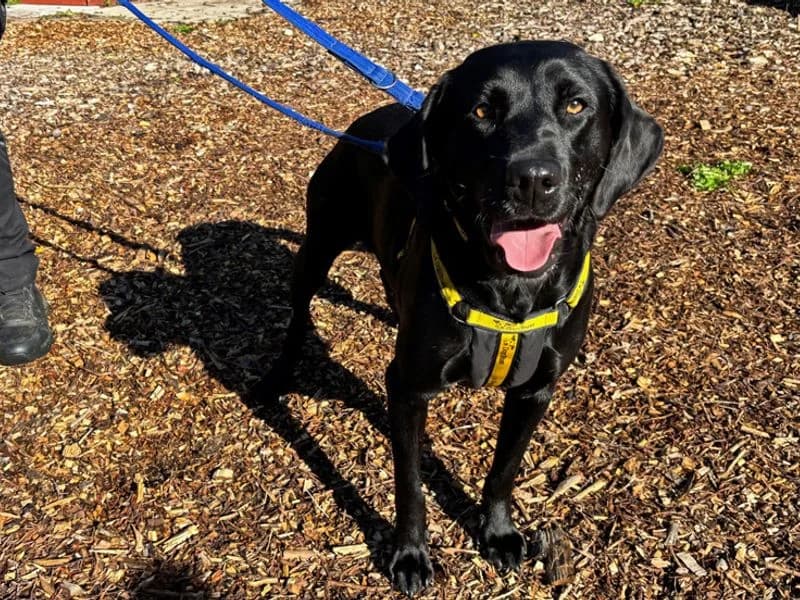 Nell, female 5yo Labrador Retriever for adoption at Dogs Trust Merseyside, Liverpool