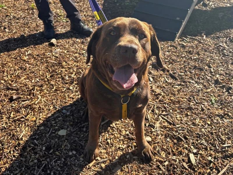 Remy, female 7yo Labrador Retriever for adoption at Dogs Trust Merseyside, Liverpool