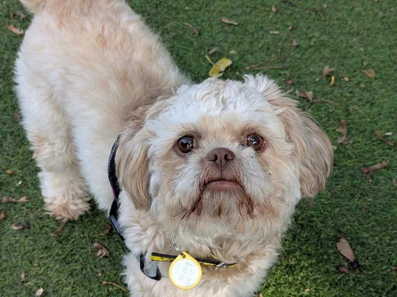 Cinnamon Bun, female young Shih Tzu for adoption at Dogs Trust Merseyside, Liverpool