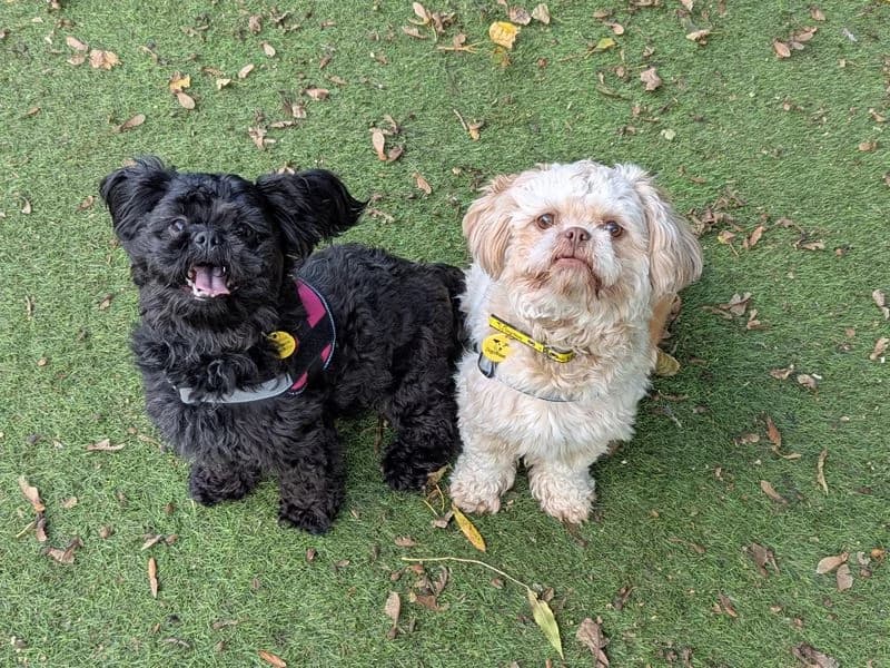 Midnyte Star, female young Shih Tzu for adoption at Dogs Trust Merseyside, Liverpool