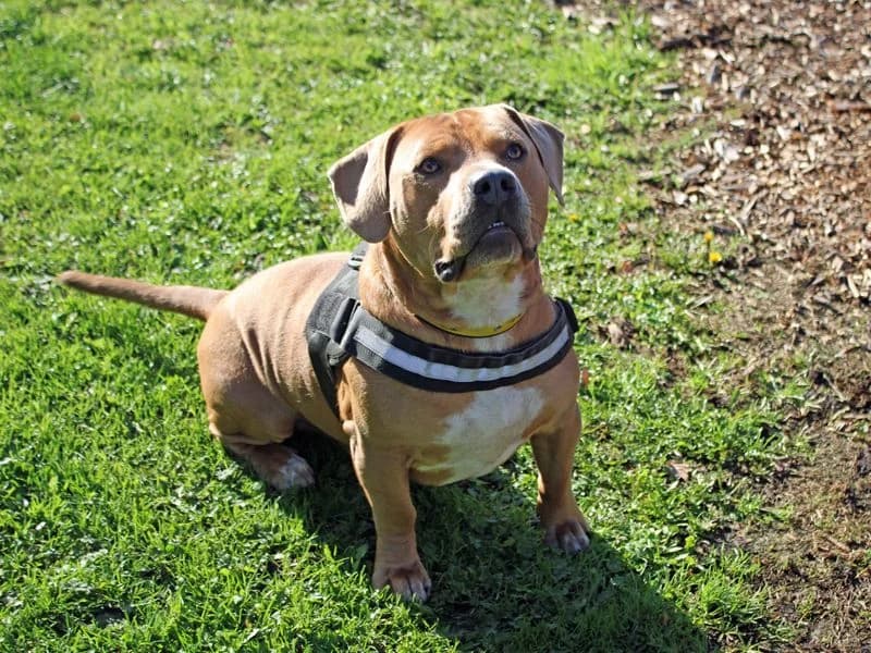 Trent, male young Beagle for adoption at Dogs Trust Merseyside, Liverpool