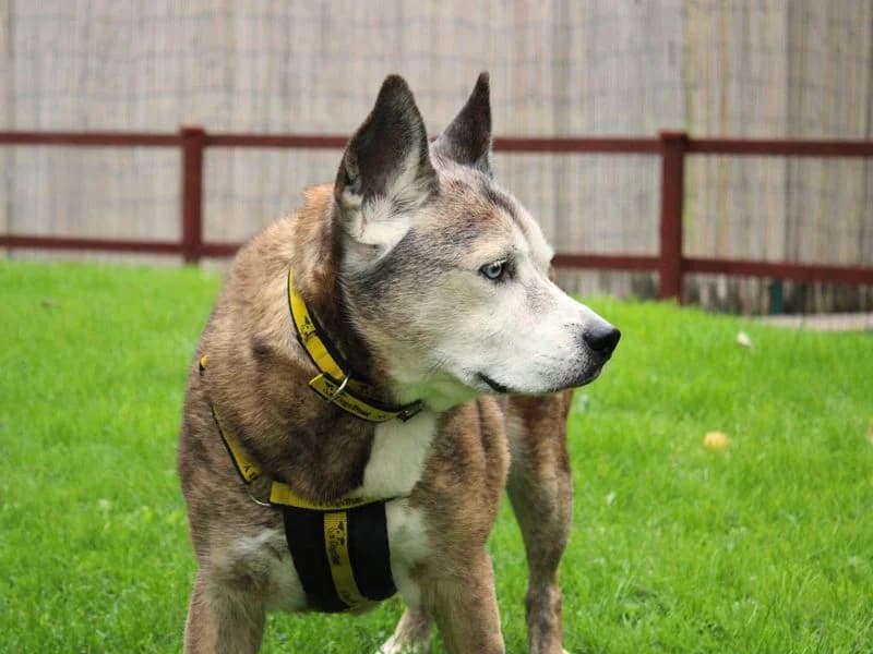 Keisha, female senior Mixed Breed for adoption at Dogs Trust Merseyside, Liverpool