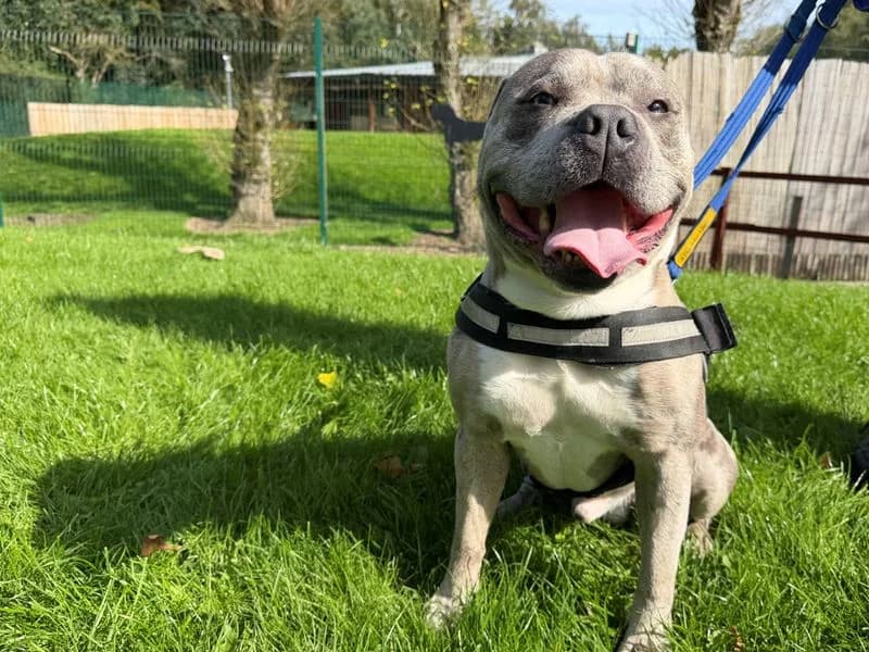 Teddy, male 4yo mixed breed for adoption at Dogs Trust Merseyside, Liverpool