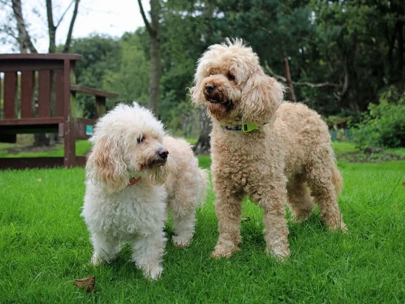 Buddy, male 5yo Poodle for adoption at Dogs Trust Merseyside, Liverpool