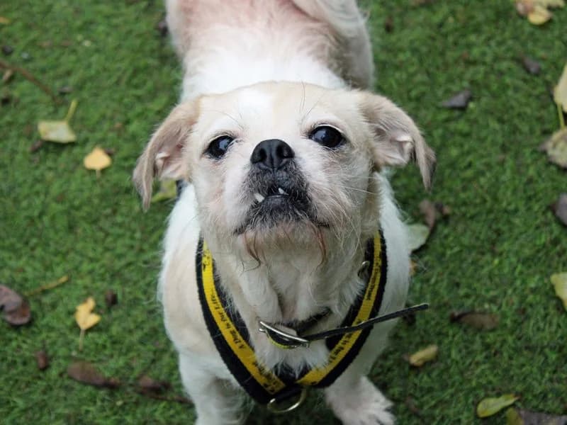 Lily, female 7yo Shih Tzu for adoption at Dogs Trust Merseyside, Liverpool