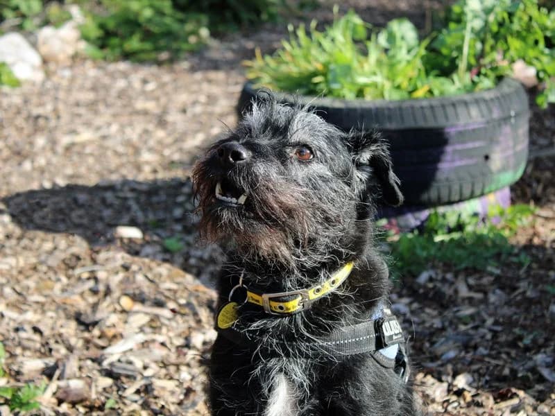 Arnie, male senior mixed breed for adoption at Dogs Trust Merseyside, Liverpool