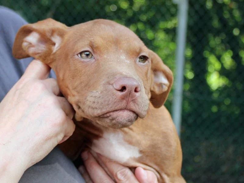 Anakin, male puppy English Bulldog for adoption at Dogs Trust Merseyside, Liverpool