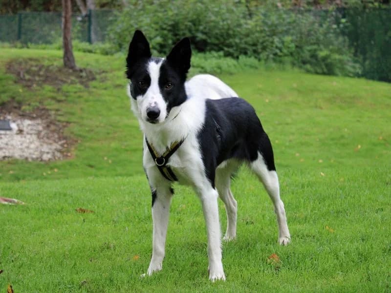 Jetson, male young Border Collie for adoption at Dogs Trust Merseyside, Liverpool
