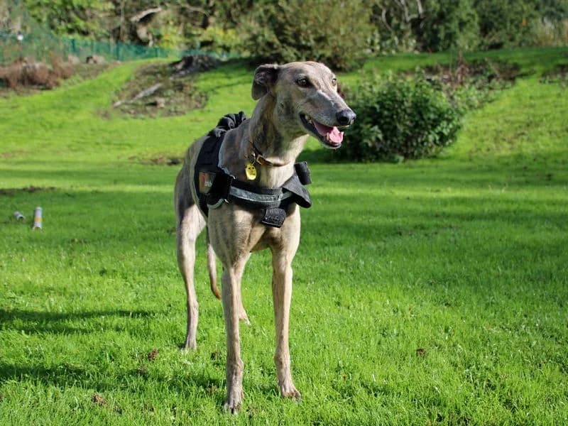 Annie, female 4yo Greyhound for adoption at Dogs Trust Merseyside, Liverpool
