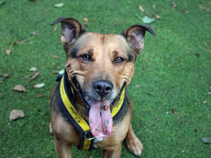 Willow, female 5yo Staffordshire Bull Terrier for adoption at Dogs Trust Merseyside, Liverpool