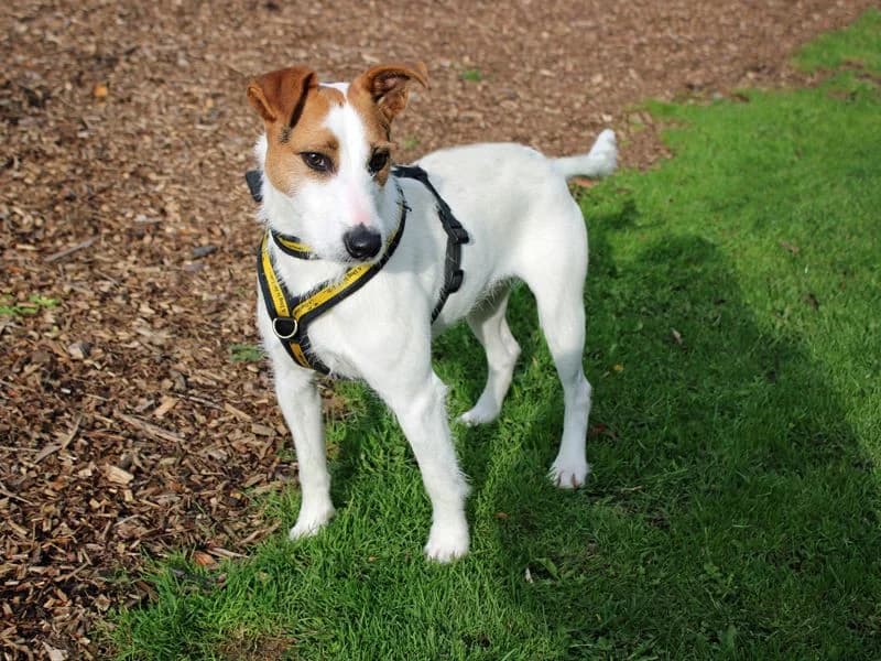 Dude, male young mixed breed for adoption at Dogs Trust Merseyside, Liverpool