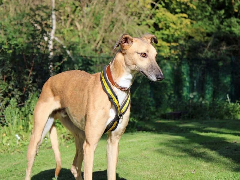 Sonny, male young Lurcher for adoption at Dogs Trust Merseyside, Liverpool