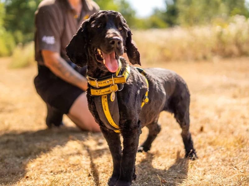 Charlie, male 3yo Cocker Spaniel for adoption at Dogs Trust Newbury, Newbury