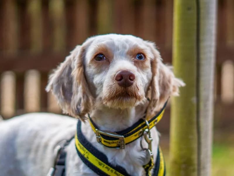 Louie, male young Poodle for adoption at Dogs Trust Newbury, Newbury